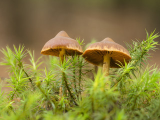 Zwei kleine braune Pilzen stehen im grünen Moos.
