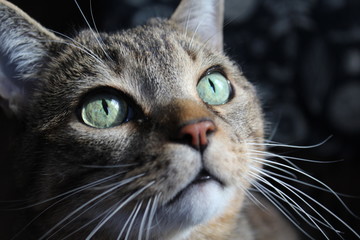 Something has caught this beautiful eyed cats attention. 