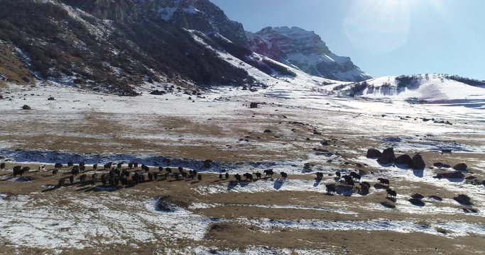 Highland pasture yaks in winter