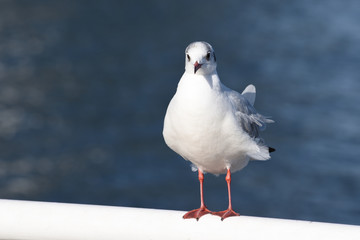 Obraz premium うみねこ (Black-tailed gull)