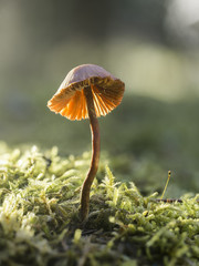 Kleiner Pilz im Sonnenlicht.