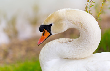 Beautiful white swan on nature in spring
