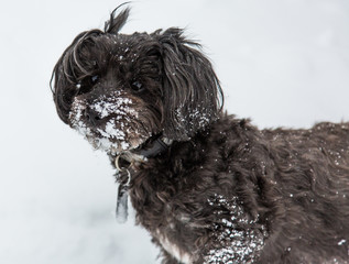 A curious puppy with a face full of snow enjoying a breeze as a winter storm winds down. 