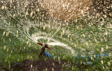 Splashing water from a hose on the lawn