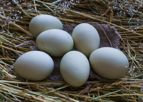 Fresh, natural rustic white chicken eggs on a litter of hay.
