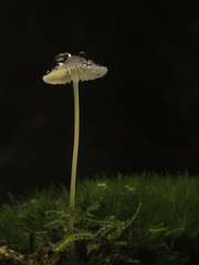 Ein kleiner Pilz mit Wassertropfen. Freigestellt vor schwarzen Hintergrund.