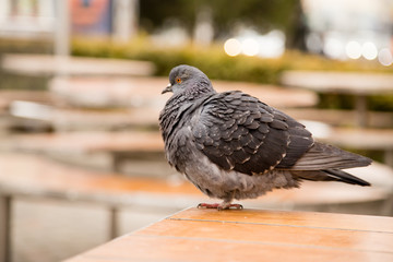 Dove on the table in the park