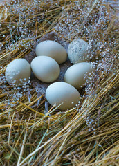 Fresh, natural rustic white chicken eggs on a litter of hay.