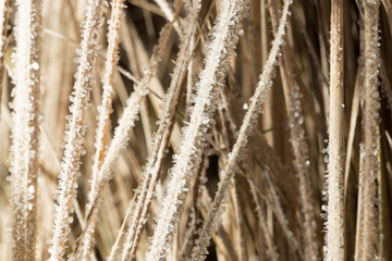 Fototapeta premium Small snowflakes on dry grass as background