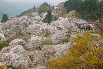 Mount Yoshinoyama with Cherry blossoms in Nara, Japan.