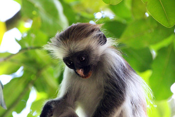 Wilde Colobus-Affen im Urwald von Uganda Afrika