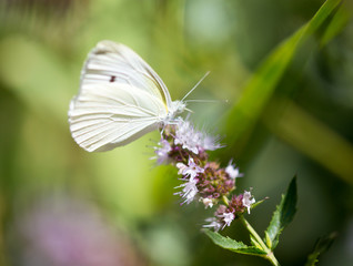 Beautiful butterfly in the wild on a plant