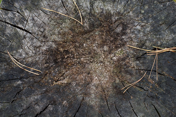 Natural wood texture closeup with split crack