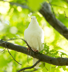 White doves on a tree in the summer