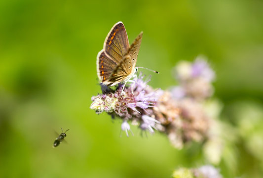 Beautiful butterfly in the wild on a plant © schankz