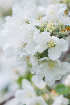 Sweet spring blossom of white apple tree branch outdoors