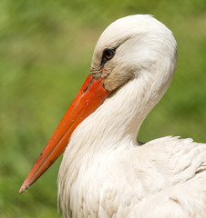 Portrait of a stork at the zoo