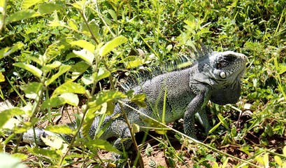Chameleon in the cerrado