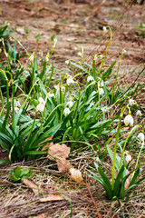 Snowdrops. The first spring flowers.