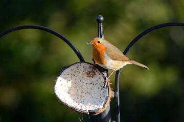 Robin redbreast, erithacus rubecula at feeding station on a coconut half stuffed with fat and insects.