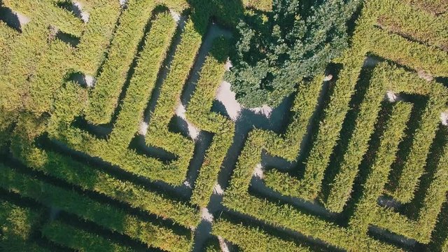 Hedge maze in city park. Labyrinth in the bushes. Beautiful summer in town, green trees. Woman is walking through a maze - 4K Drone Footage