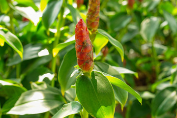 Ornamental plants in the school garden