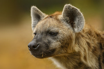 Portrait of Spotted Hyena - Crocuta crocuta, closeup picture of powerfull African carnivore. 