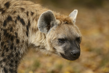 Portrait of Spotted Hyena - Crocuta crocuta, closeup picture of powerfull African carnivore. 