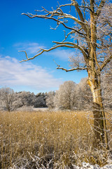 Kahler Baum in verschneitem Schilf