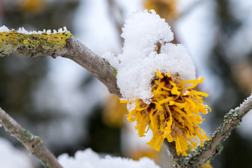 Hamamelis mollis Blüte im Schnee