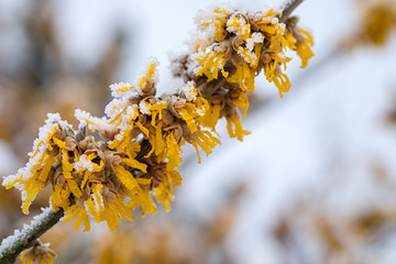 Hamamelis mollis Blüte im Schnee