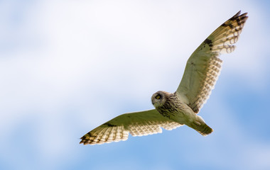 Short-eared owl in flight with long wings