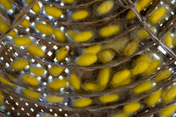 silkworm cocoon