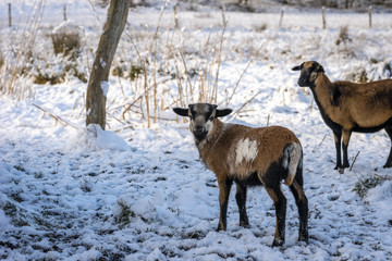 Schafe auf verschneitem Feld