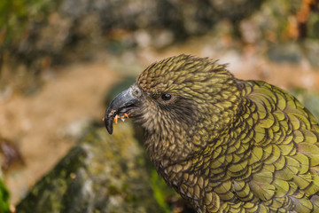 Kea - native New Zealand parrot on the car