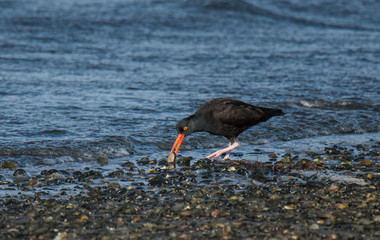 Oystercatcher on Shoreline