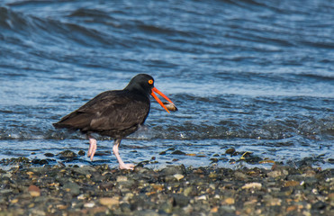 Oystercatcher on Shoreline