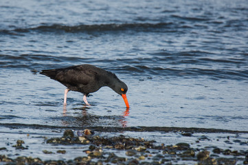 Oystercatcher on Shoreline