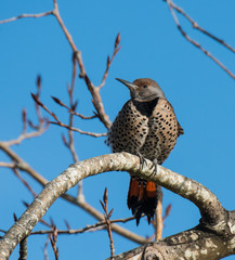 Northern Flicker on Tree