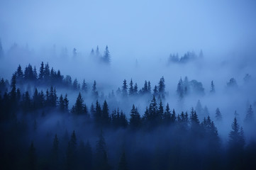 Rideaux Des rangées d& 39 arbres dans le brouillard. Forêt brumeuse, minimalisme.