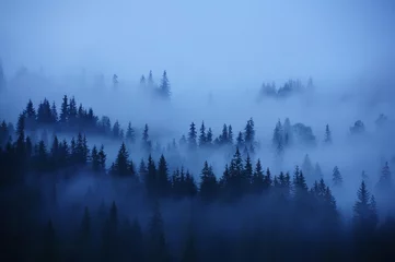 Foto auf Acrylglas Wald im Nebel Baumreihen im Nebel. Nebelwald, Minimalismus.