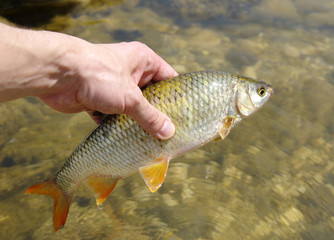 fish in the hand