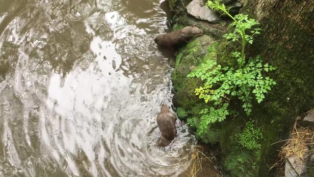Two Playful Otters Splashing in their Natural Habitat