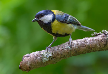 Inquisitive adult Great tit perched on a lichen branch 