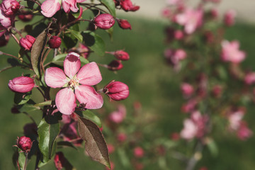 Fototapeta na wymiar Apple tree in blossom, spring nature background