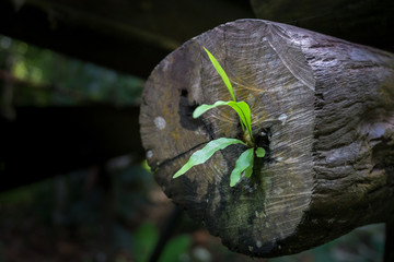 young orchid, a parasite plant on belian wood