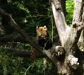  red panda in a tree