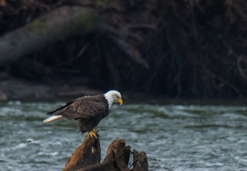 Bald Eagle on Log