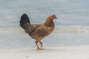 Red junglefowl, female chicken walking on the beach, in Guadeloupe 
