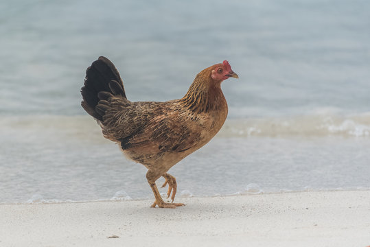 Red junglefowl, female chicken walking on the beach, in Guadeloupe 
